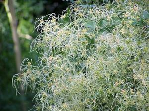 Clematis flammula