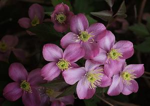 Clematis montana