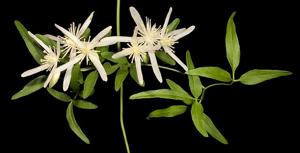 utils/thumbs/Ranunculaceae/Clematis_CgUaURRSfs89LcFDkAxijQ.jpg