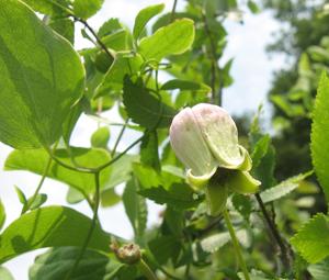 utils/thumbs/Ranunculaceae/Clematis_GsmedTuZFvbbKPP3gwqY8C.jpg