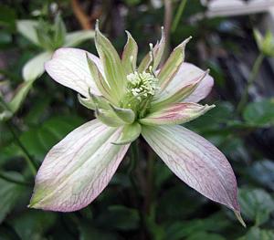 Clematis montana
