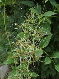 Clematis flammula