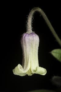 utils/thumbs/Ranunculaceae/Clematis_MRcKHq8tjyNXQ9xvEc8S63.jpg