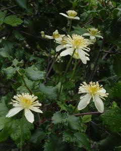 Clematis lasiantha