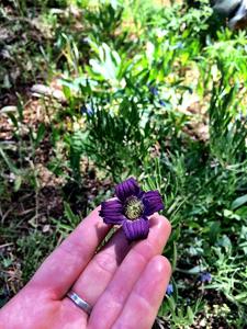 Clematis hirsutissima