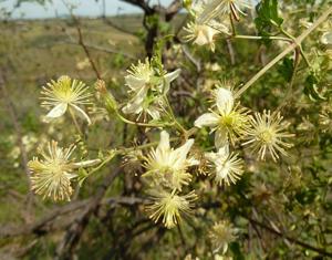 utils/thumbs/Ranunculaceae/Clematis_SRx7BCu8eNoQGGBSzamgqs.jpg