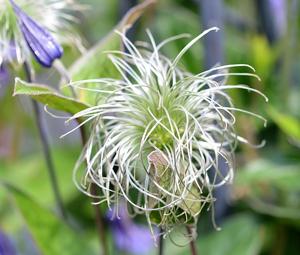 Clematis integrifolia