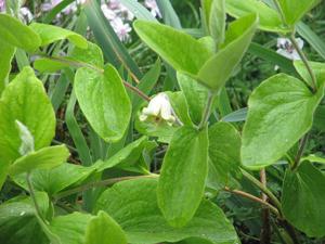 Clematis coactilis