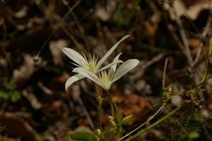 Clematis pubescens