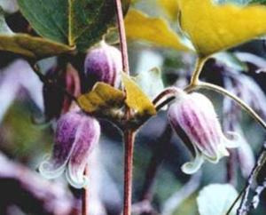 utils/thumbs/Ranunculaceae/Clematis_WwpSf9rvbsNS6BmuEMciCZ.jpg