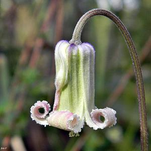 Clematis baldwinii