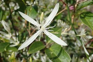 utils/thumbs/Ranunculaceae/Clematis_XnuWisWbMDwxLPAd4sfpxx.jpg