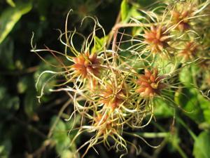 Clematis vitalba