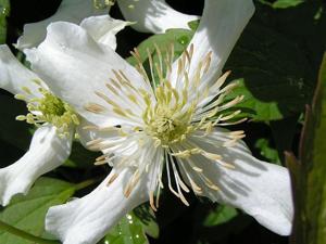 Clematis montana
