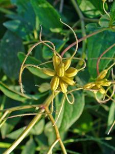 Clematis recta