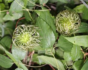 Clematis patens