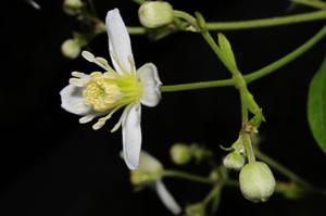 utils/thumbs/Ranunculaceae/Clematis_eAnrec24zWTaGKjnTk3waG.jpg