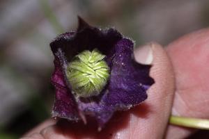 utils/thumbs/Ranunculaceae/Clematis_ekGjYjEVNsoLNZn9wmr3nm.jpg