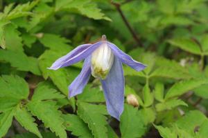 utils/thumbs/Ranunculaceae/Clematis_fV4cFBBSWjvnQzXhGoRTwq.jpg