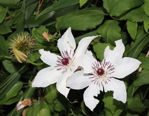 Clematis patens