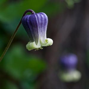 utils/thumbs/Ranunculaceae/Clematis_hiEevtBCtL3PSBxtSeLBDc.jpg