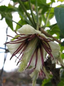 utils/thumbs/Ranunculaceae/Clematis_iTM7uoYspuhxHRgvx5W2Vt.jpg