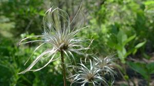 Clematis occidentalis