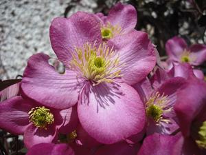 Clematis montana