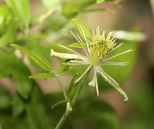 utils/thumbs/Ranunculaceae/Clematis_m47kLrwQWDvLWrcrLtsNED.jpg