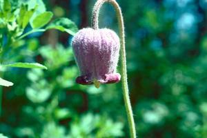 Clematis hirsutissima