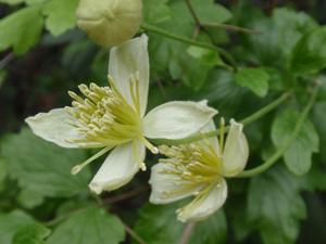 utils/thumbs/Ranunculaceae/Clematis_oTx7TJcAHH5jFYYj5qidgb.jpg