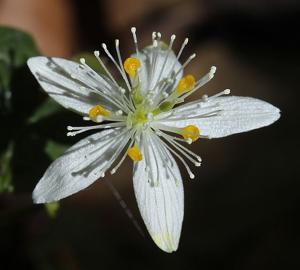 Coptis trifolia