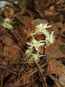 Coptis japonica