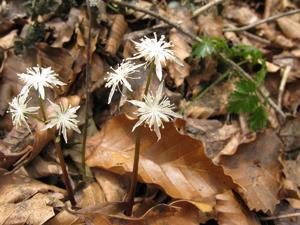 Coptis japonica
