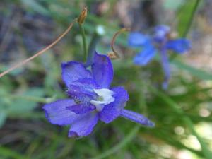 utils/thumbs/Ranunculaceae/Delphinium_kjMUaLnfZpi7G3PbnQzF8m.jpg