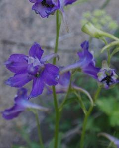 utils/thumbs/Ranunculaceae/Delphinium_nGwRHeZqpwn6YbUwvfcyj5.jpg