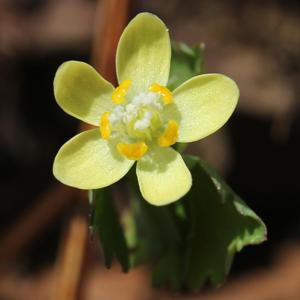 Dichocarpum trachyspermum