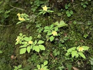 Dichocarpum nipponicum