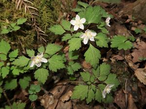 Dichocarpum hakonense