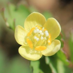Dichocarpum trachyspermum