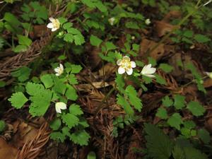 Dichocarpum trachyspermum