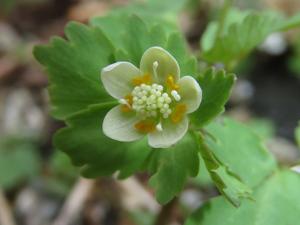 Dichocarpum trachyspermum