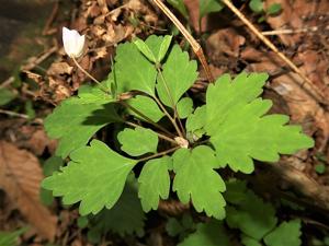 Dichocarpum hakonense