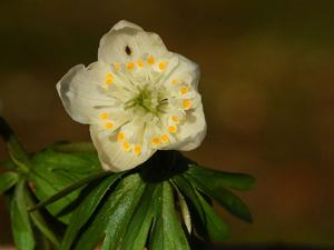 Eranthis stellata