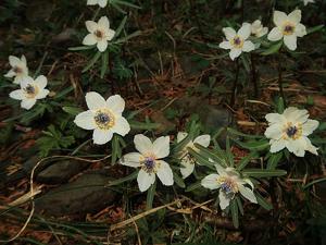 Eranthis pinnatifida