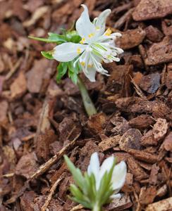 Eranthis stellata