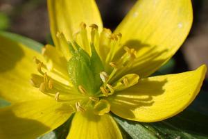 Eranthis hyemalis