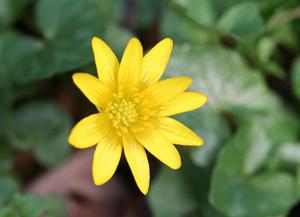 Ranunculus ficaria