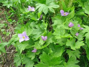 Glaucidium palmatum