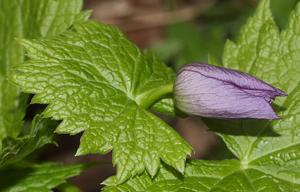 Glaucidium palmatum